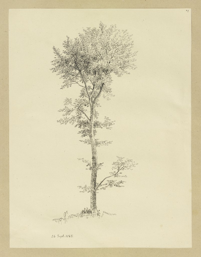 A tree, Carl Theodor Reiffenstein