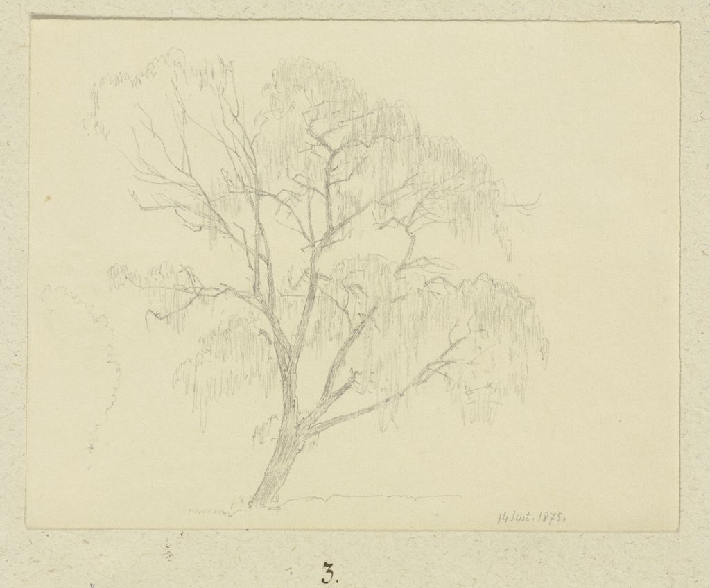 Tree, Carl Theodor Reiffenstein