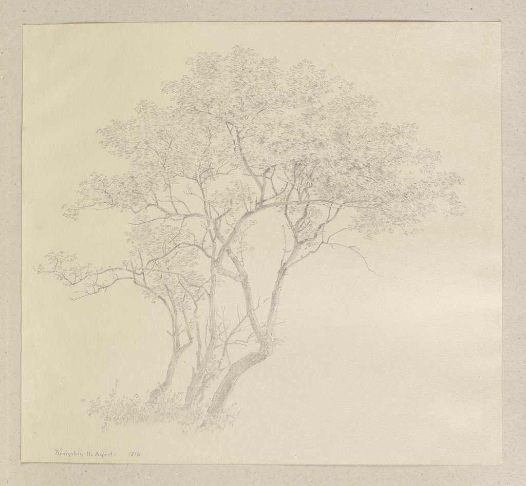 Group of young trees, Carl Theodor Reiffenstein