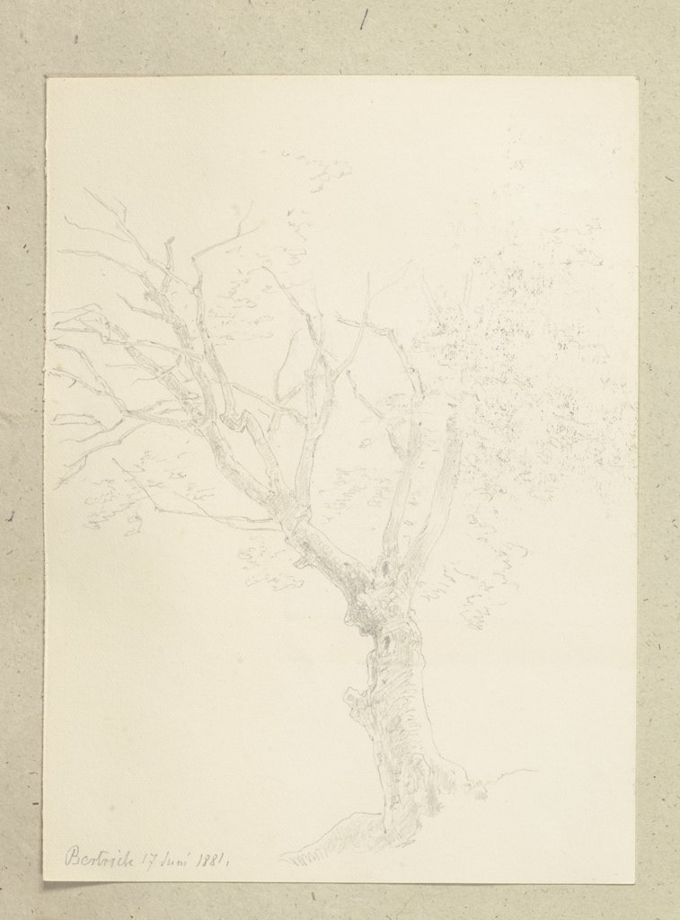 Ein Baum, Carl Theodor Reiffenstein