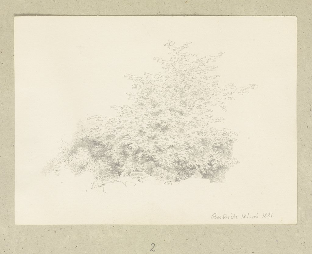 A shrub near Bertrich, Carl Theodor Reiffenstein