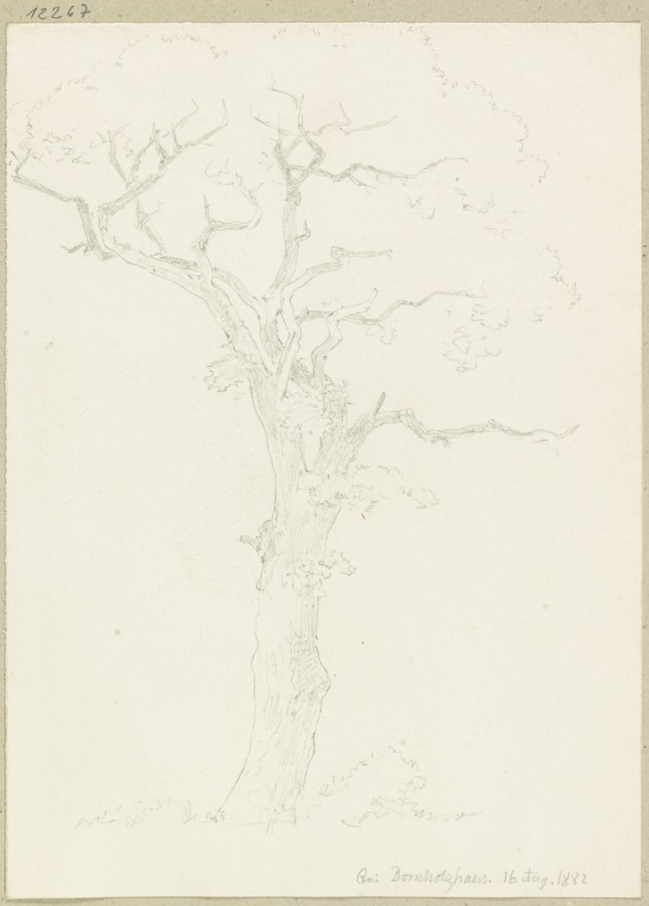 Alter Baum, Carl Theodor Reiffenstein