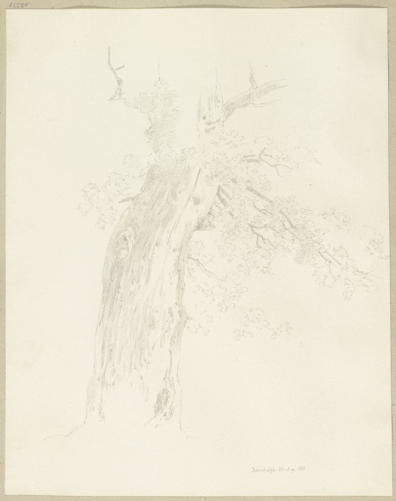 Tree, Carl Theodor Reiffenstein