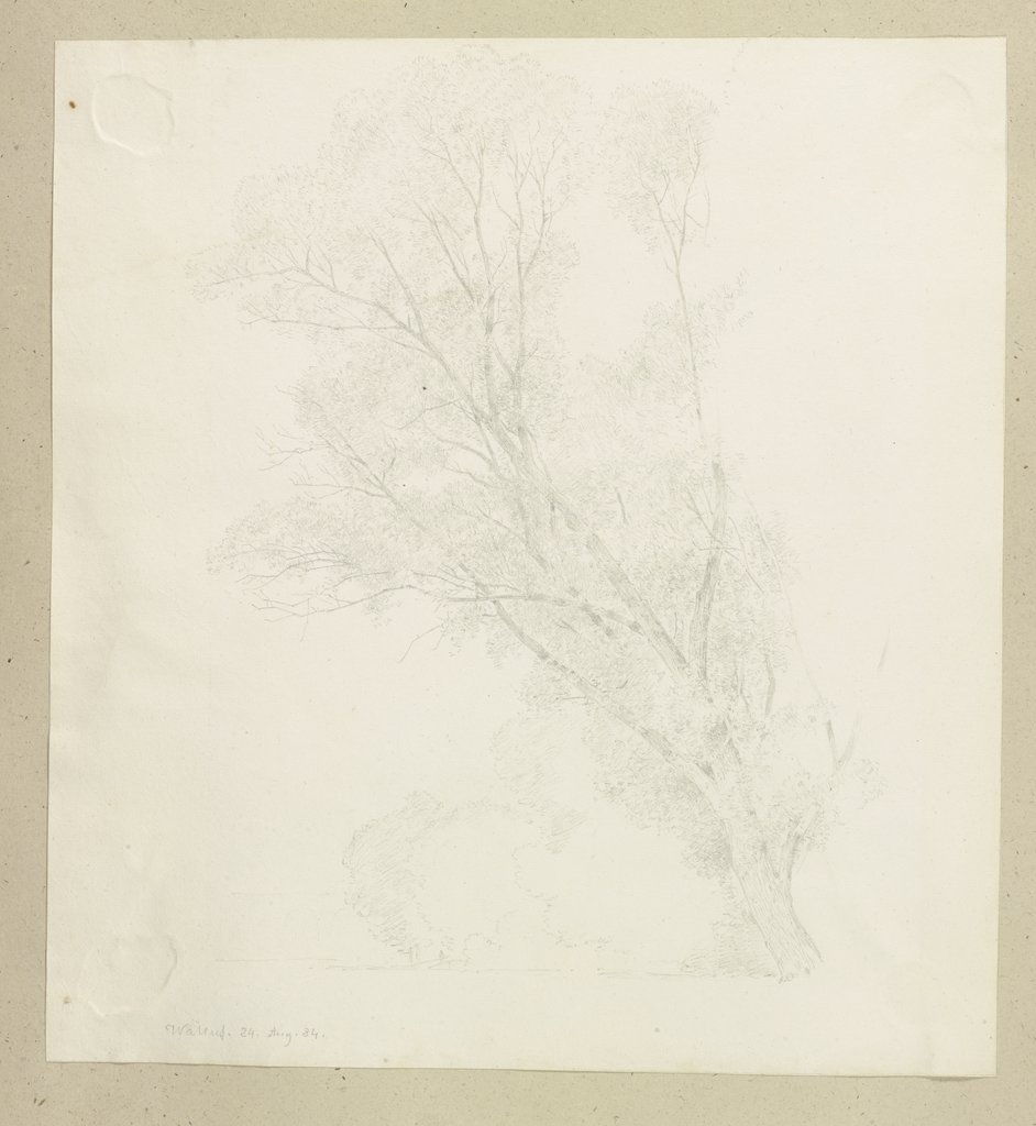 Tree, Carl Theodor Reiffenstein