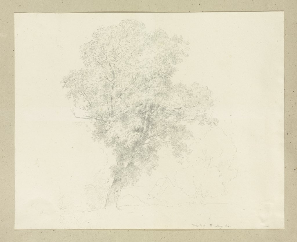 Tree, Carl Theodor Reiffenstein