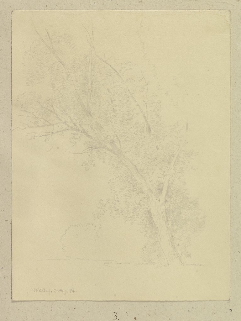 Tree, Carl Theodor Reiffenstein