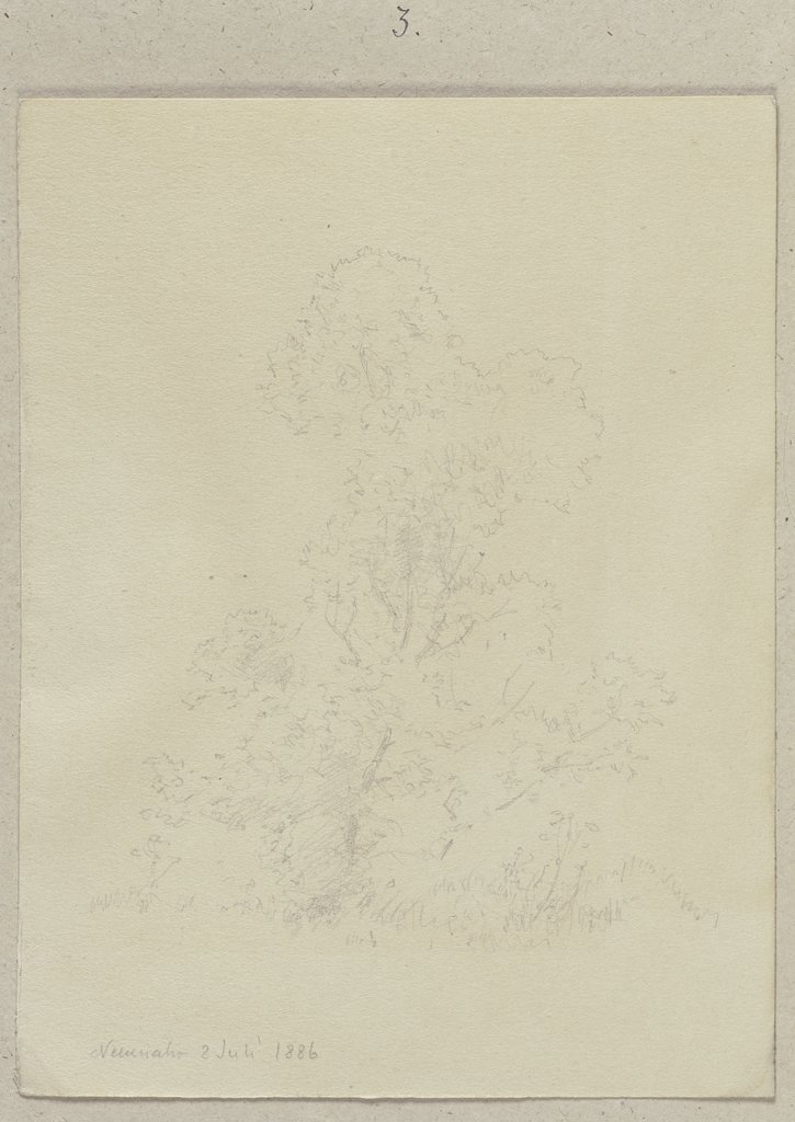 Young tree, Carl Theodor Reiffenstein