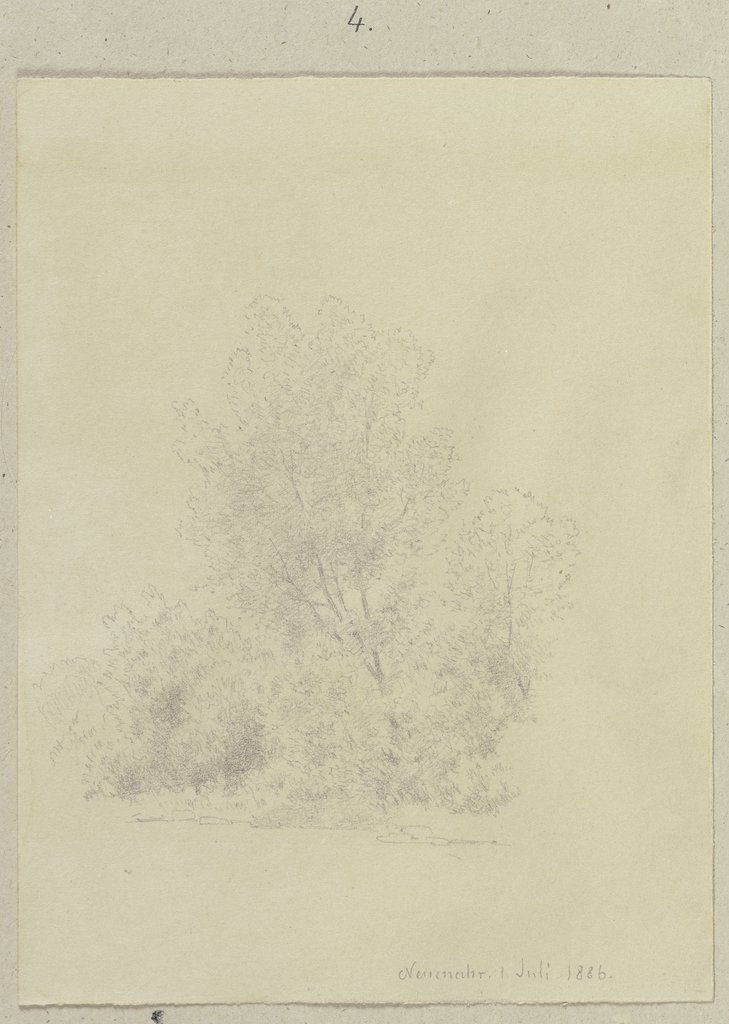 Thicket, Carl Theodor Reiffenstein