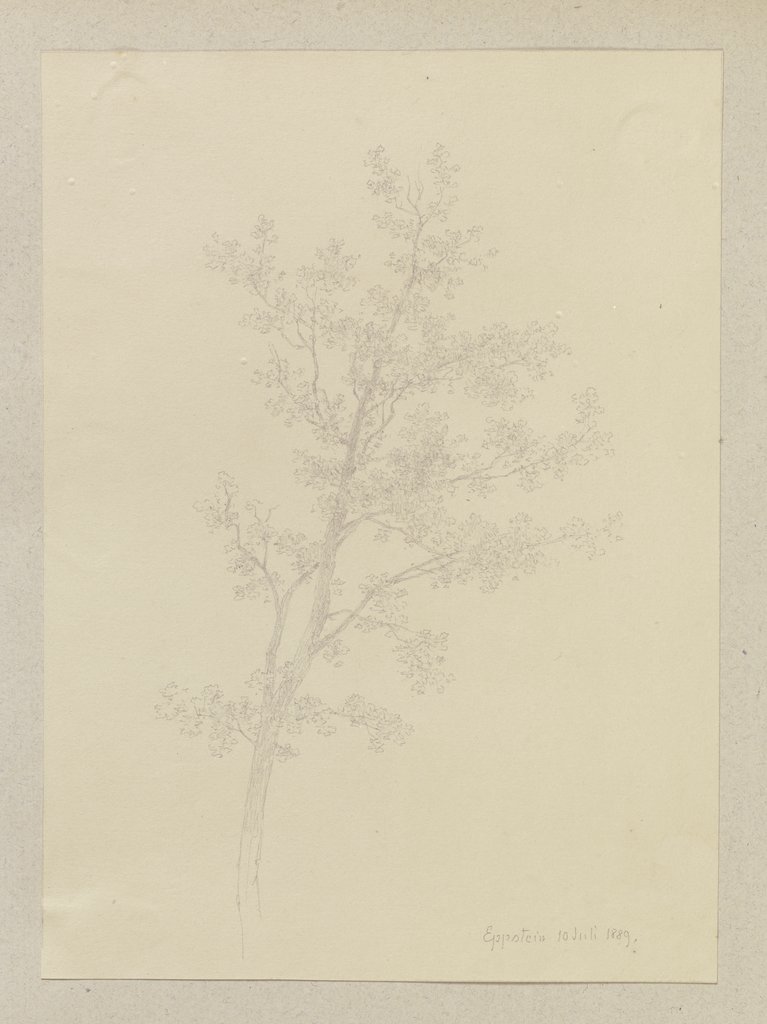 Ein Baum, Carl Theodor Reiffenstein