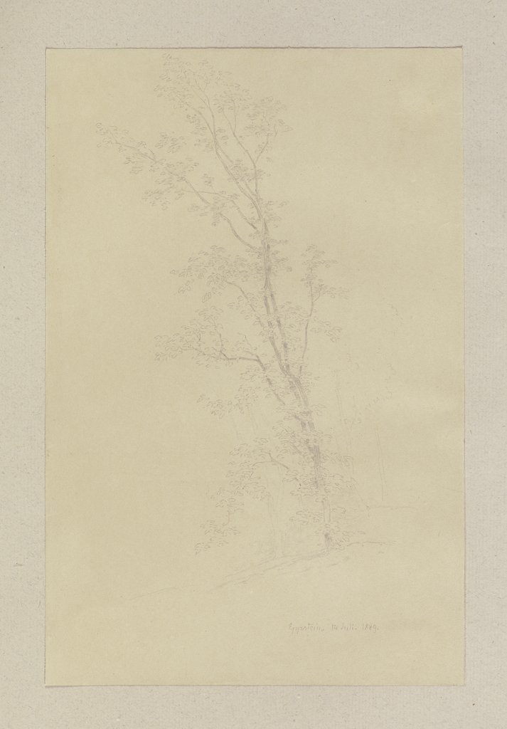 Ein Baum, Carl Theodor Reiffenstein