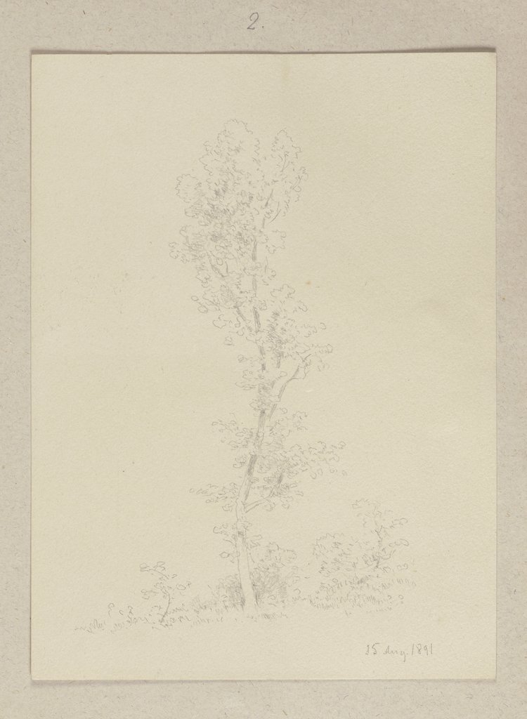 Junger Baum, Carl Theodor Reiffenstein