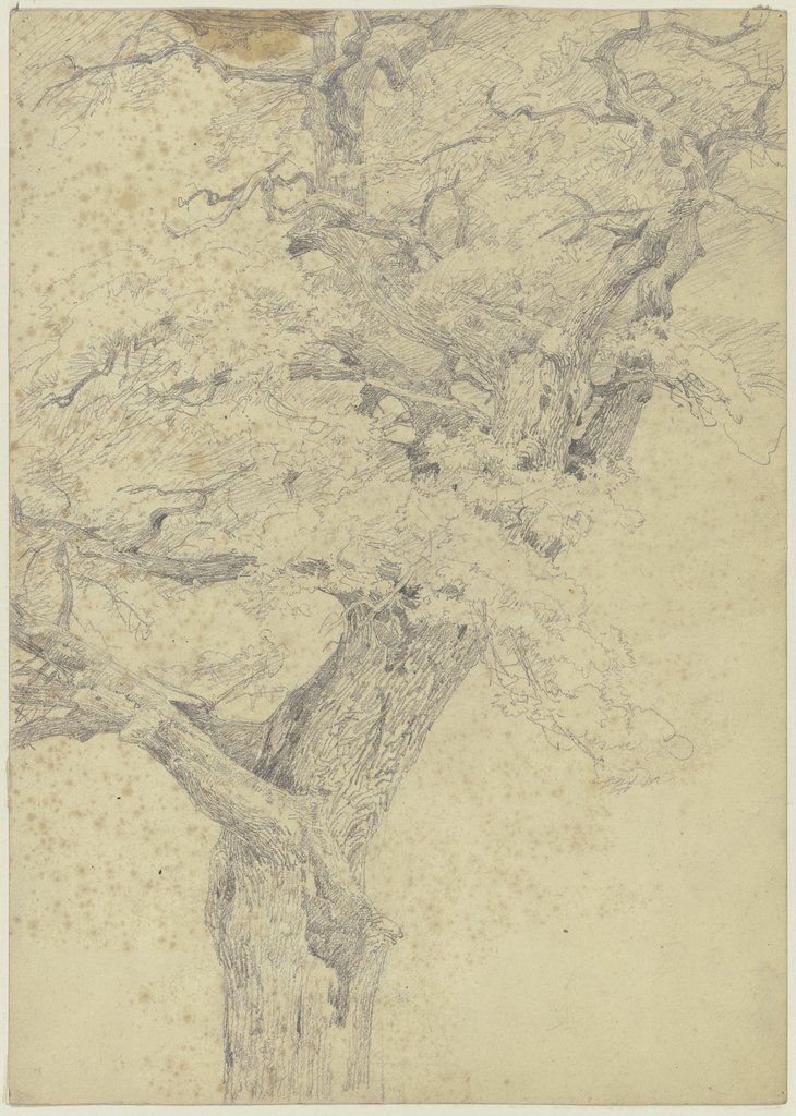 Tree, Jakob Becker