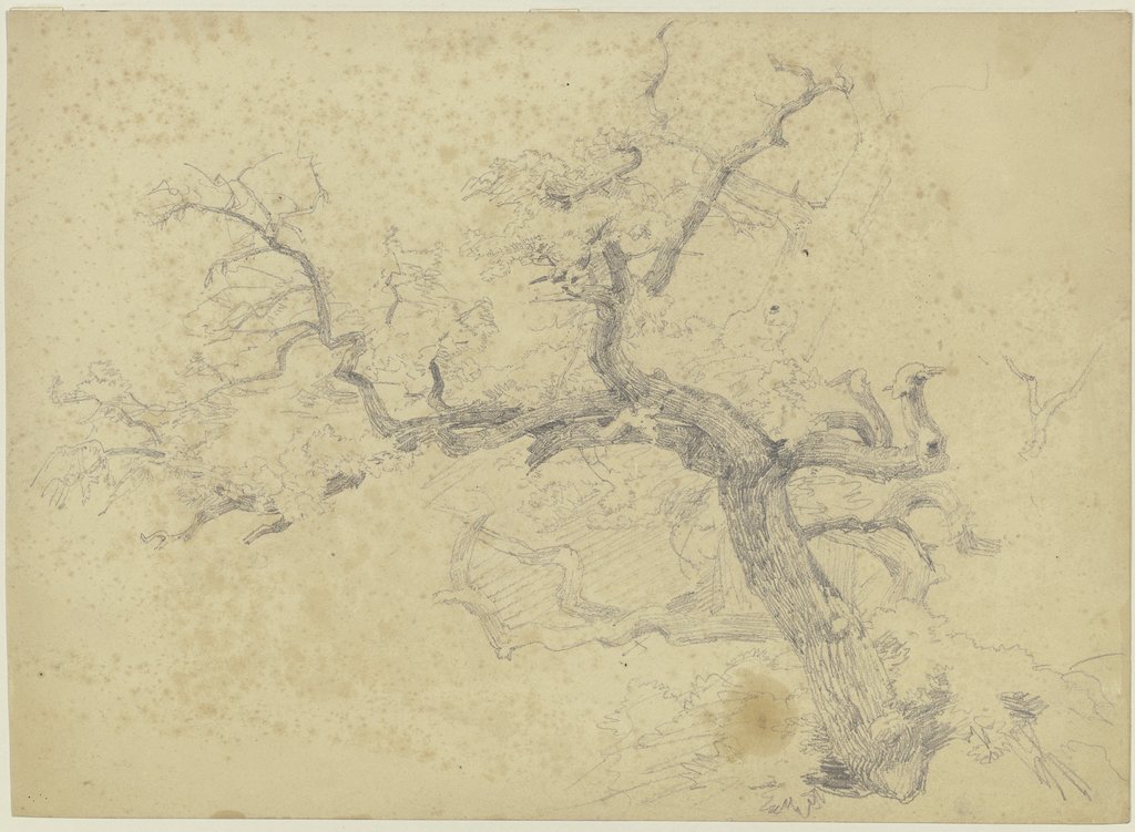 Tree, Jakob Becker