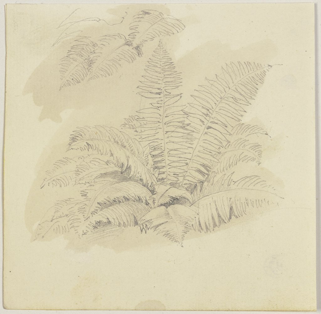 Ferns, Jakob Becker