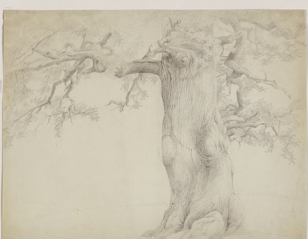 Old tree, Jakob Becker