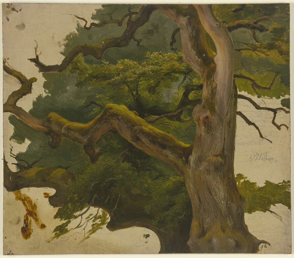 Treetop, J. Weber