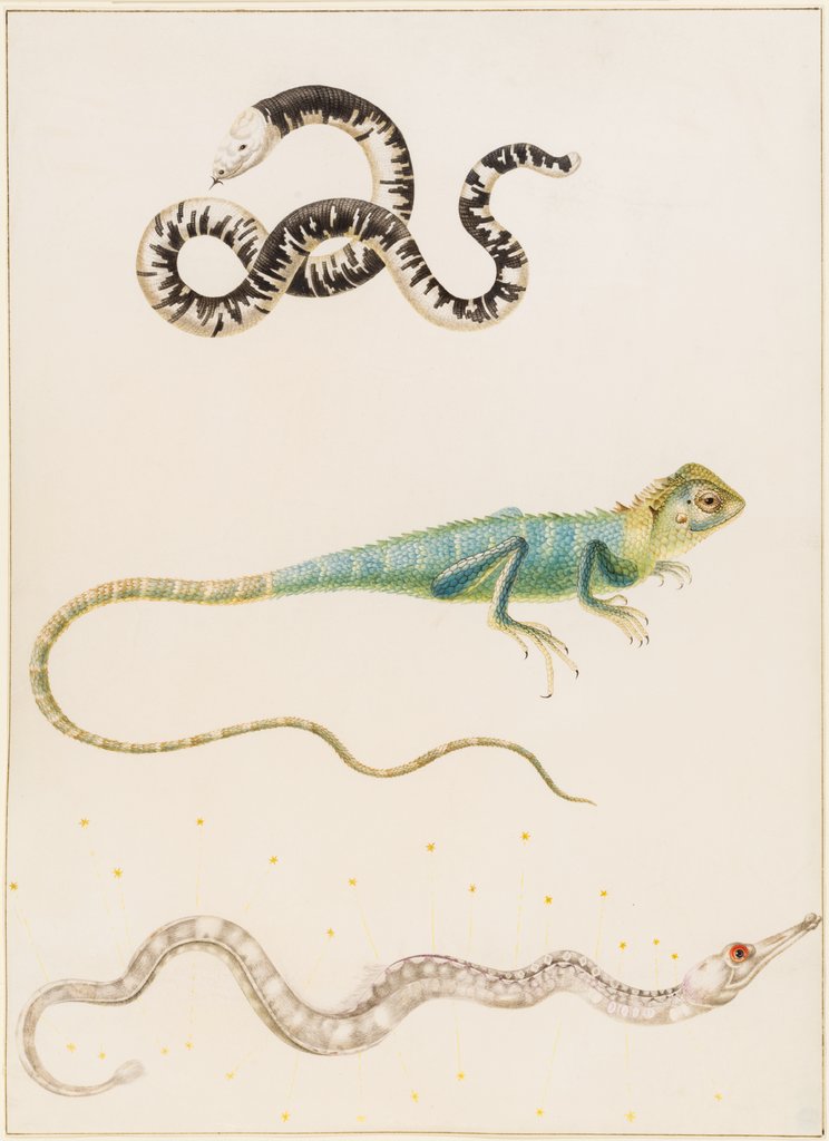 Südamerikanische fußlose Eidechse, Leguan oder ostindische Baumeidechse und Seenadel, Maria Sibylla Merian, Maria Sibylla Merian;  Werkstatt ?