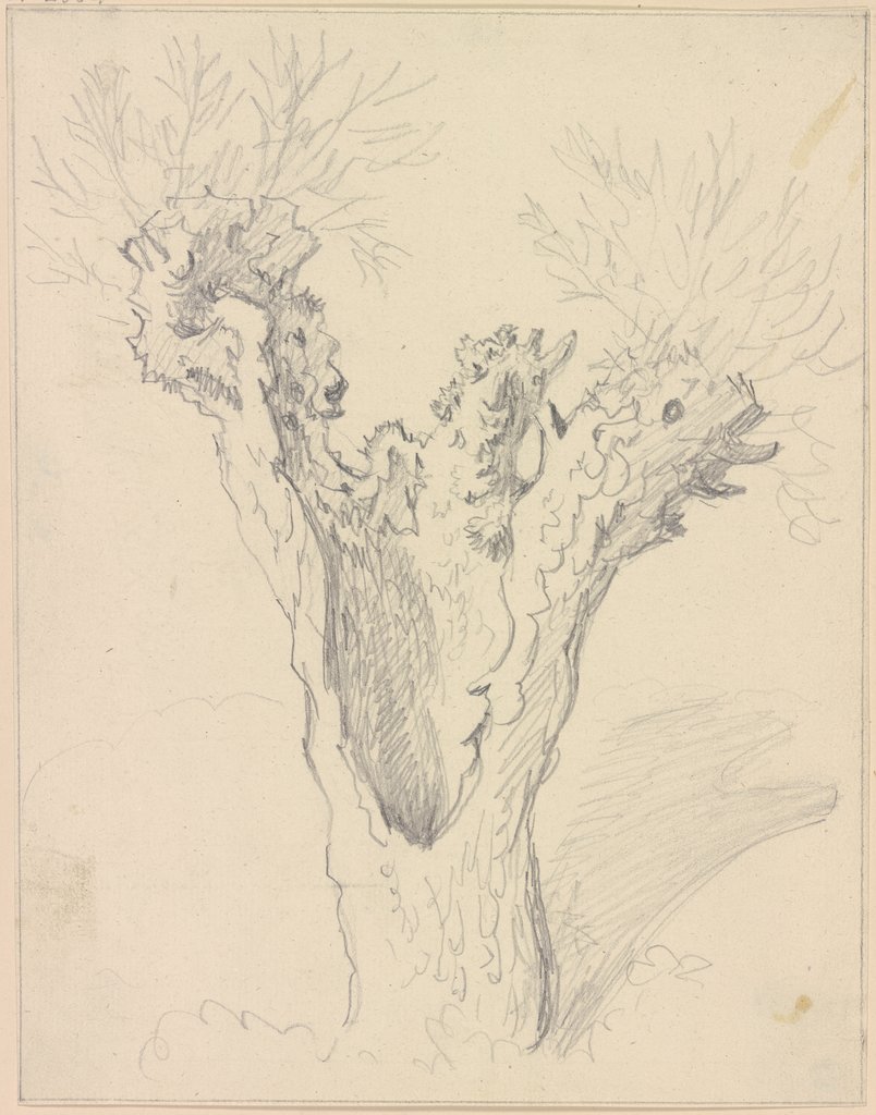 Willow trunk, Friedrich Wilhelm Hirt