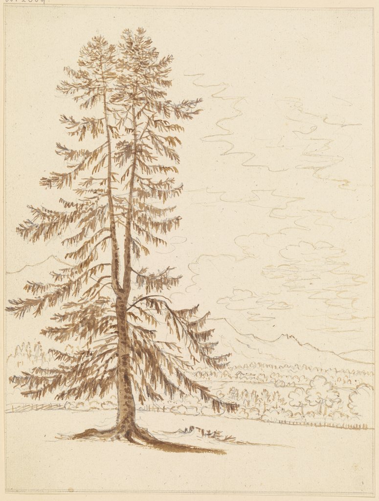 Nadelbaum, Friedrich Wilhelm Hirt