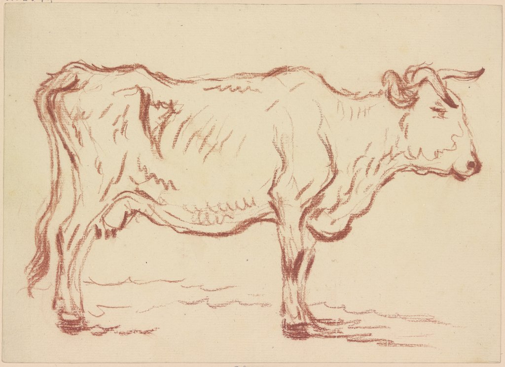 Standing cow to the right, Friedrich Wilhelm Hirt