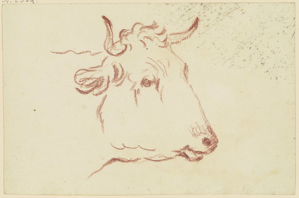 Cow head to the right, Friedrich Wilhelm Hirt