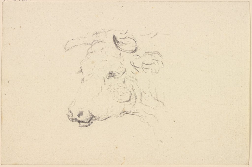 Cattle head to the left, Friedrich Wilhelm Hirt