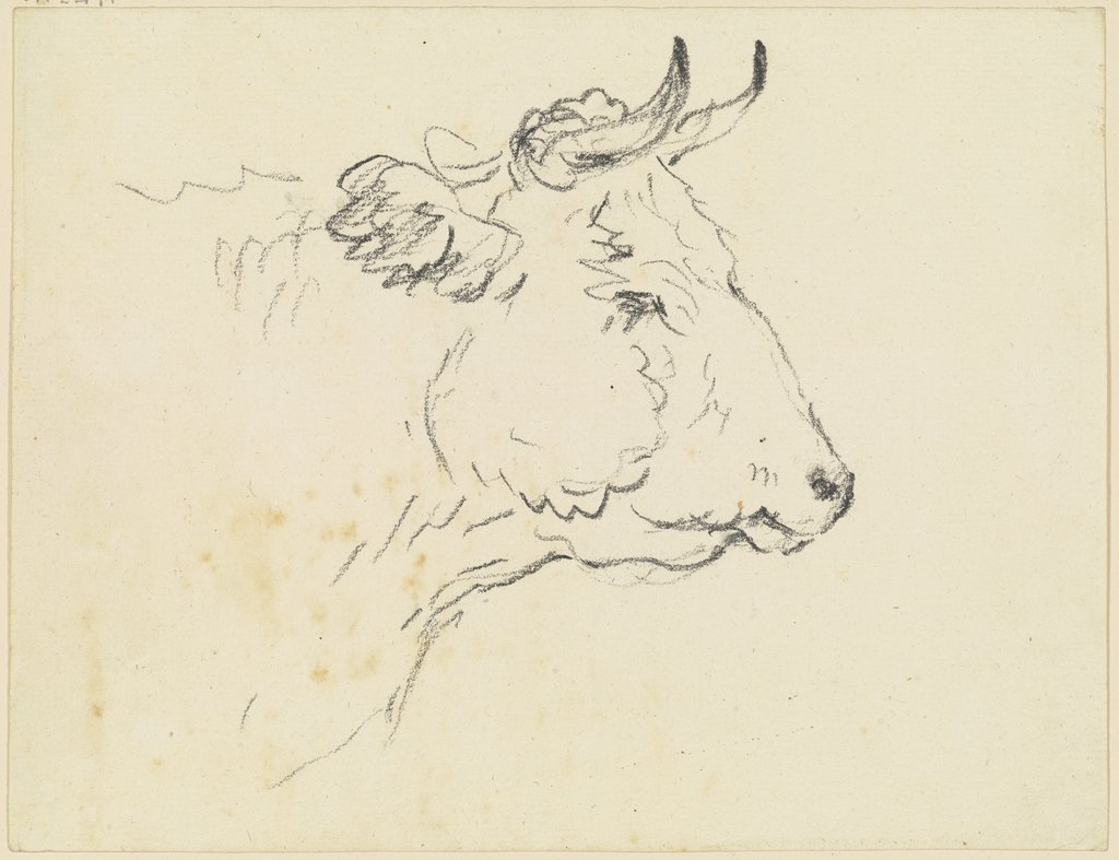 Cow head to the right, Friedrich Wilhelm Hirt