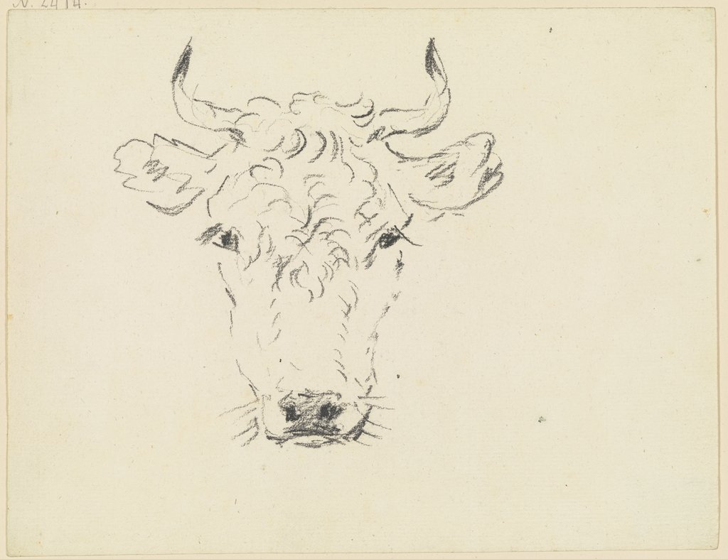 Cattle head en face, Friedrich Wilhelm Hirt