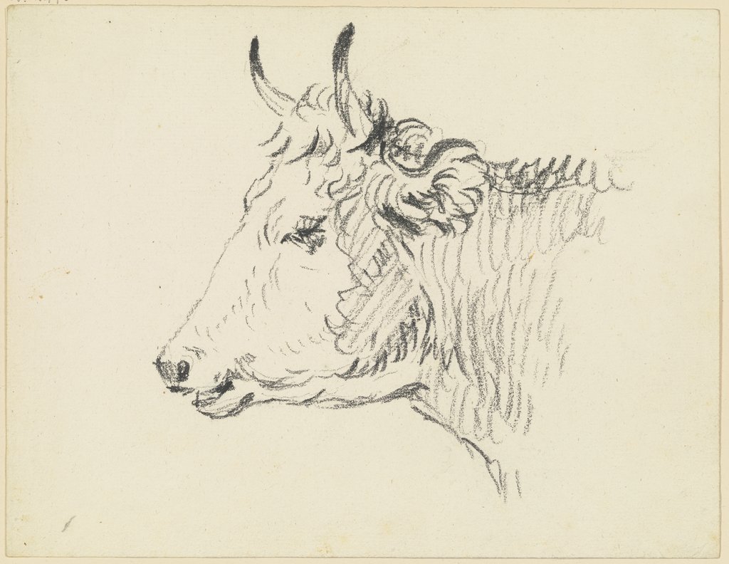 Cattle head to the left, Friedrich Wilhelm Hirt