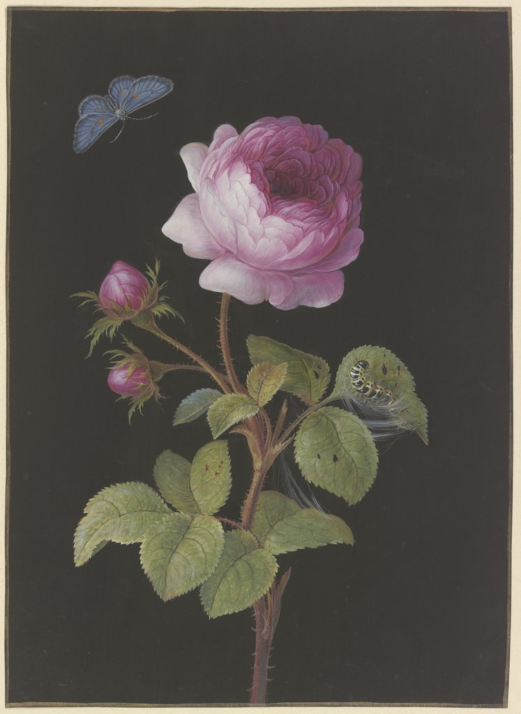 Rosa Rose (Rosa) mit sich einspinnender Raupe und Bläuling, Elisabeth Christina Matthes