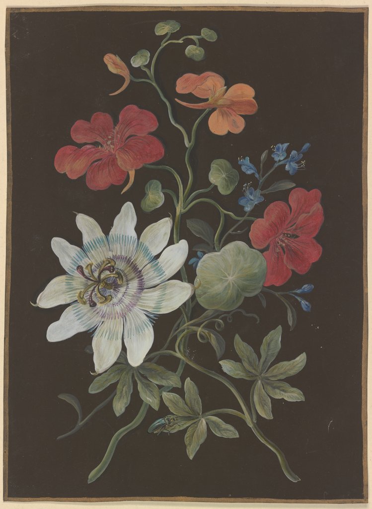 Gesteck aus Passionsblume (Passiflora), roter Kapuzinerkresse (Tropaeplum) und Vergißmeinnicht (Myosotis), mit blauem Käfer, Barbara Regina Dietzsch;  Umkreis; zugeschrieben