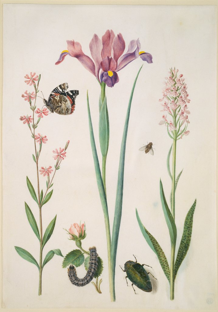 Pechnelke mit Admiral, kleine Rose mit Raupe, Iris, Knabenkraut, Schwebfliege und ein Prachtkäfer, Maria Sibylla Merian;  Umkreis