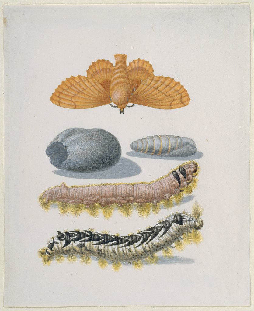 Kupferglucke mit Raupen und Kokon, Maria Sibylla Merian