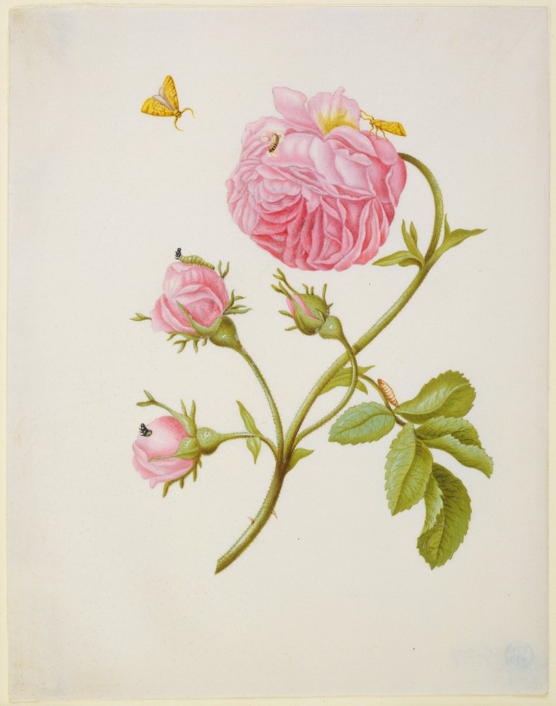 Buschrose mit Miniermotte, Larve und Puppe, Maria Sibylla Merian