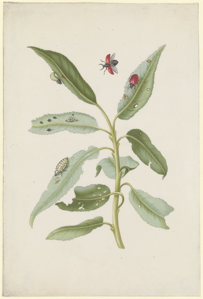 Willow leaves with poplar leaf beetle, eggs and larvae, Maria Sibylla Merian