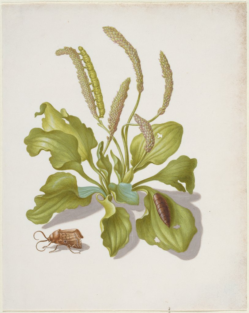 Wegerich mit Eulenfalter, Raupe und Puppe, Maria Sibylla Merian