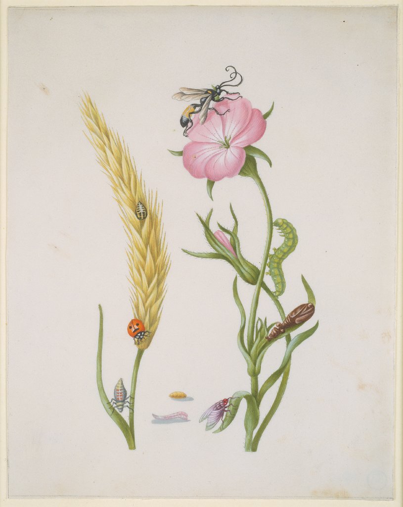 Weizenähre mit Marienkäfer, Kornrade mit Schlupfwespe und Fliege mit Larve und Puppe, Maria Sibylla Merian