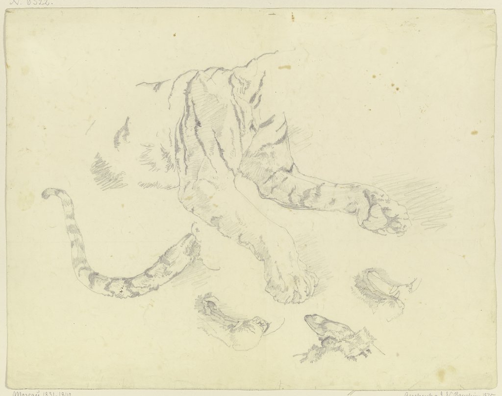 A tiger, Johann Nepomuk Rauch