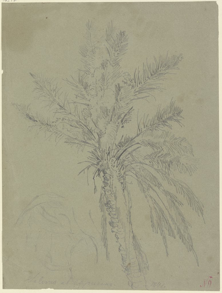 Palm tree in Salerno, Johann Nepomuk Rauch