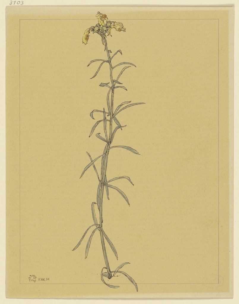 Snap dragon stem, Marcus Behmer