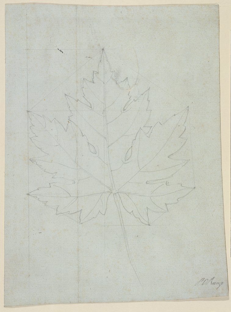 Maple leaf, Philipp Otto Runge