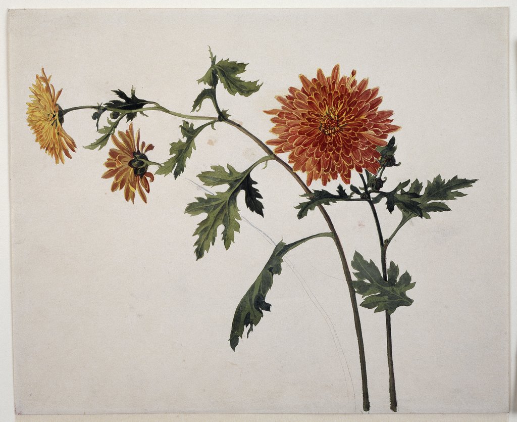 Chrysanthemums, Franz Horny