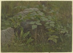 Brombeerranken, Hanny Franke