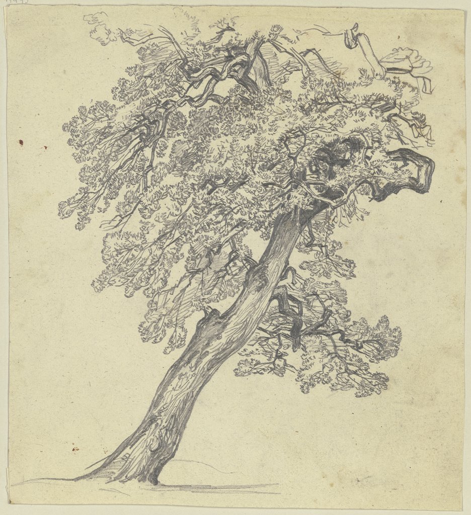 Tree, Jakob Becker