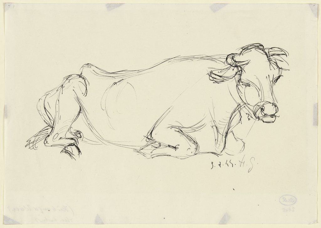 Lying cow, Gerhard Hintschich